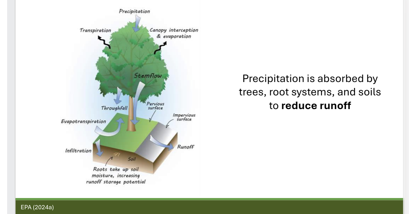 <p>Gaseous pollutants (NO2, O3) are absorbed through stomata, which you can think of as breathing pores for plants</p><p>Solid pollutants (PM) settle on the leaves and bark, thereby removing it from the air; analogous to a physical filter </p><p>Precipitation is absorbed by trees, root systems, and soils to reduce runoff</p><p>Planting trees near stormwater drains reduce runoff to wastewater treatment plants→ improves water quality while also reducing localized flooding </p>