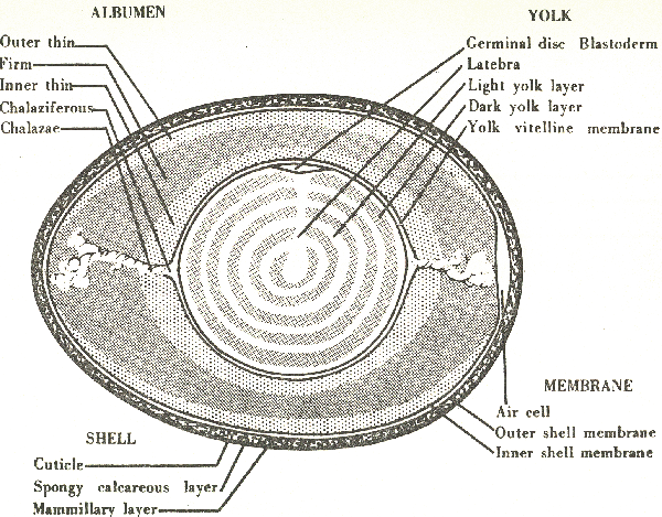 <p>What are the five components of a shell?</p>