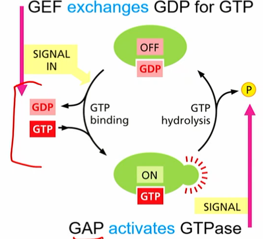 <ul><li><p>molecular switches found on vesicle or target membranes</p></li><li><p>help with vesicle formation, “matching” so correct vesicle gets brought where it needs to go</p></li><li><p>together with PIP, can give membranes diff identities</p></li></ul><p></p>