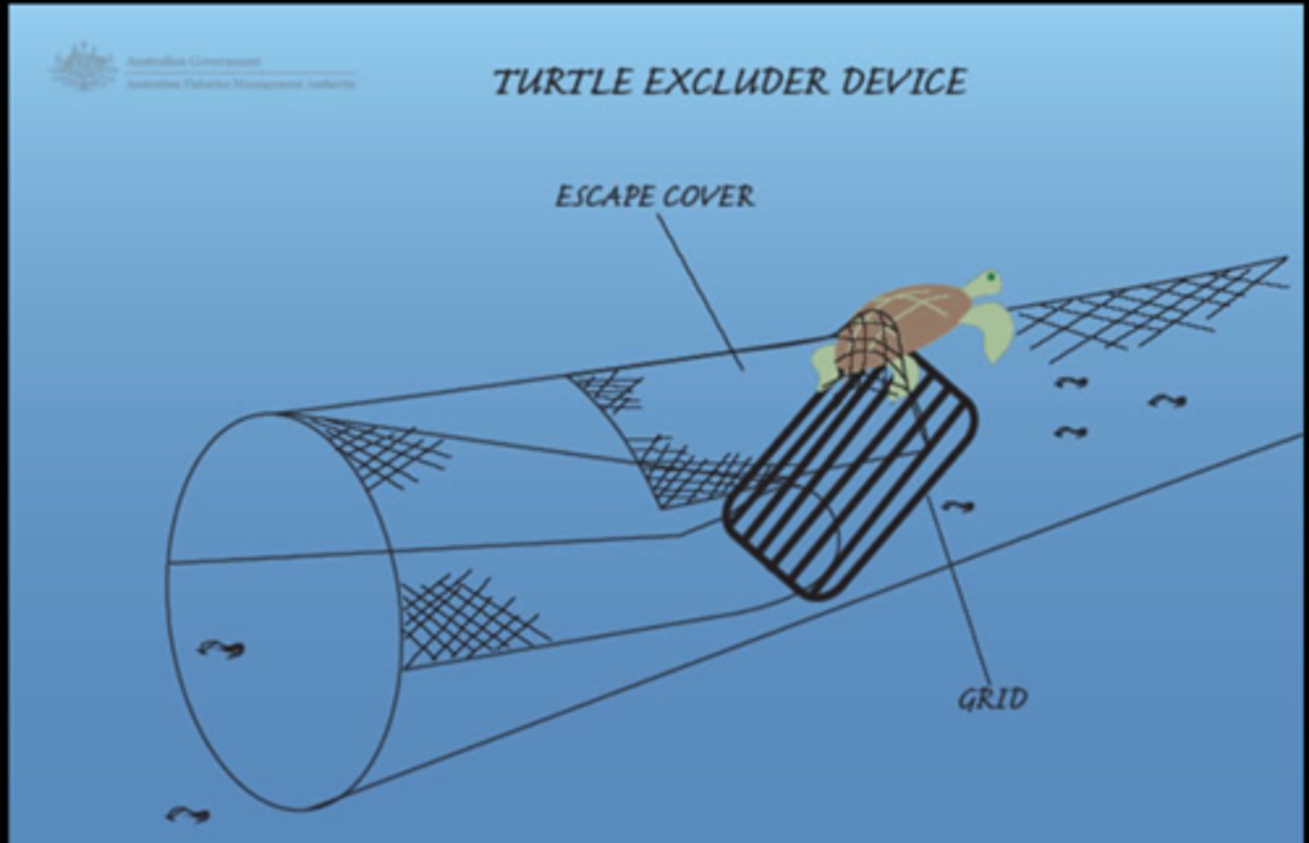 <p>device located at the end of the trawling net that will eject large organisms such as sea turtles and sharks from the net while keeping most of the shrimp</p>