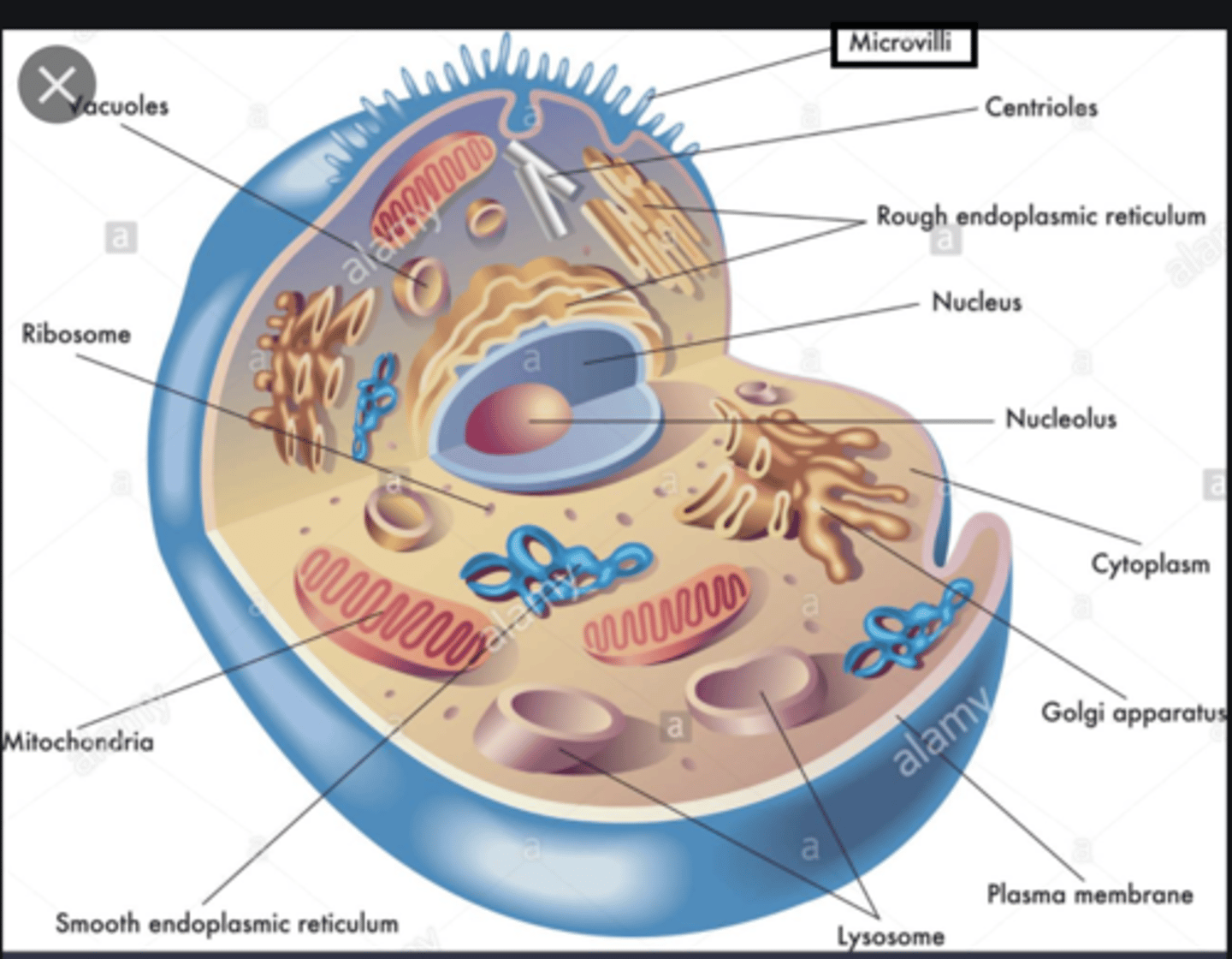 <p>tiny extensions of the plasma membrane that increases cell's surface area for absorbing nutrients</p>