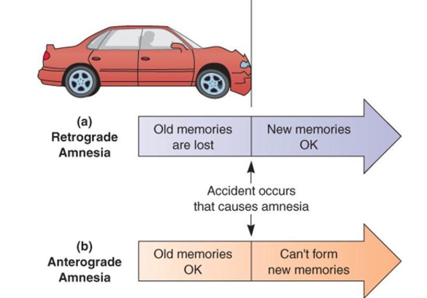 <ul><li><p>Anterograde amnesia - can’t form new memories </p></li><li><p>Retrograde amnesia - can’t remember things before amnesia-inducing event </p><ul><li><p>Who am I?</p></li></ul></li></ul><p></p>