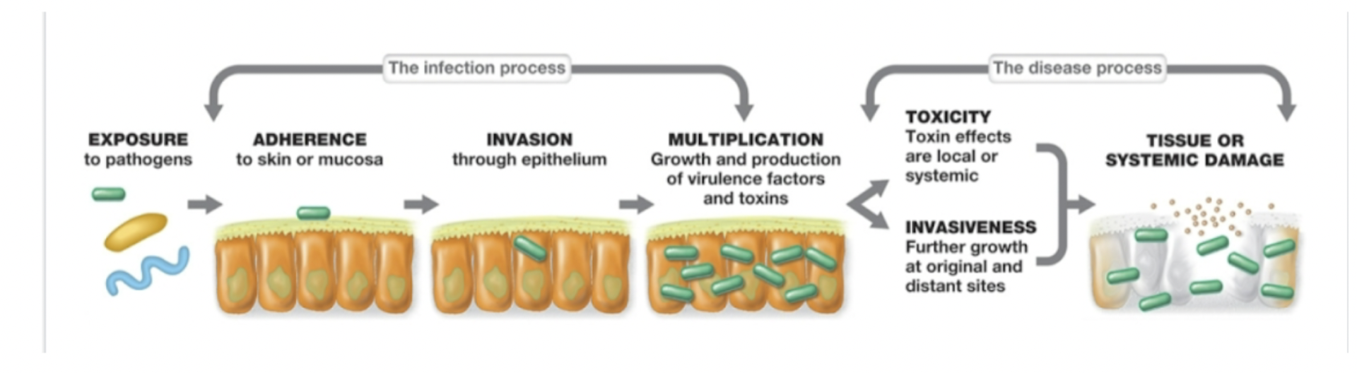 <ol><li><p>exposure to pathogens</p></li><li><p>adherence to skin or mucosa</p></li><li><p>invasion through epithelium</p></li><li><p>multiplication: growth and production of virulence factors and toxins. this can diverge into one of two things</p></li><li><p>toxicity: toxin effects are local or systemic</p></li><li><p>invasiveness: further growth at origin and distant sites both result in tissue or systemic damage</p></li></ol>