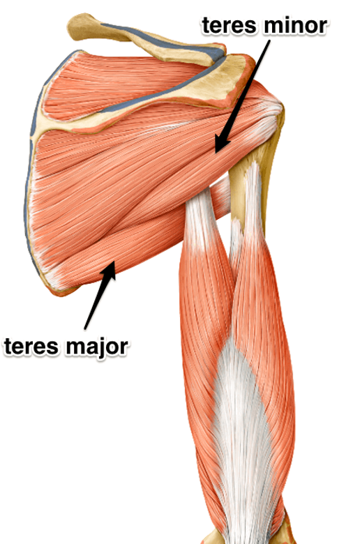 <p><strong>origin:</strong> posterior aspect of inferior angle of scapula</p><p><strong>insertion:</strong> humerus</p><p><strong>innervation:</strong> lower sup scapular nerve (C5 -C6)</p><p><strong>action: </strong>adduct humerus, medial rotation of humerus, extend humerus form flexed position, protract/abduct scapula, depress shoulder</p>