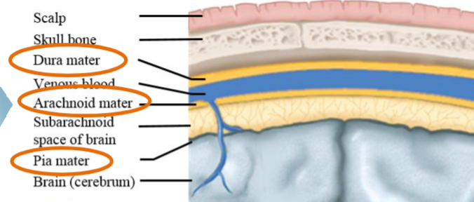 <ul><li><p>Delicate inner layer. </p></li><li><p>Adheres to the surface of the brain and spinal cord.</p></li></ul><p></p>
