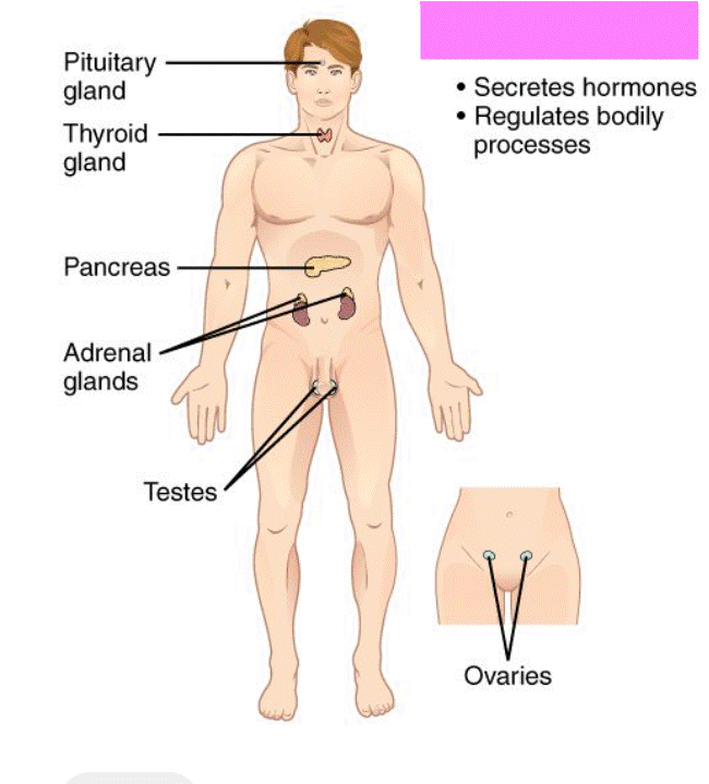 <p>Endocrine System</p>