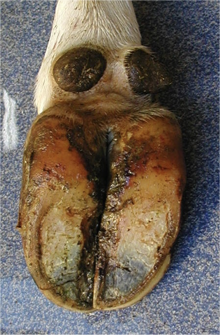 <p>Components:</p><ul><li><p>Cloven hoof</p><ul><li><p>Medial and lateral claws</p></li><li><p>Interdigital cleft</p></li></ul></li><li><p><strong>Sole </strong></p></li><li><p><strong>Heel </strong></p></li></ul><ul><li><p><strong>Wall:</strong></p><ul><li><p>Lateral - convex </p><ul><li><p>Continuous with heel</p></li></ul></li><li><p>Medial - vertical </p><ul><li><p>Stops at <strong>parapedal groove </strong>(about 2/3s down the digit; on the inside)</p></li><li><p>Transition hard to soft horn = prone to damage</p></li></ul></li></ul></li></ul><ul><li><p><strong>White line</strong> - between the hoof wall and the sole </p></li></ul><p></p>