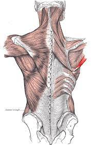 <p>What muscle is this? What is an origin? What is an insertion? What is an action?</p>