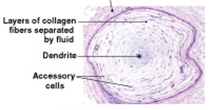 <p>Which type of tactile receptors:</p><ul><li><p>Also called <u>Pacinian corpuscles</u></p></li><li><p>Sensitive to deep pressure</p></li></ul><p></p>