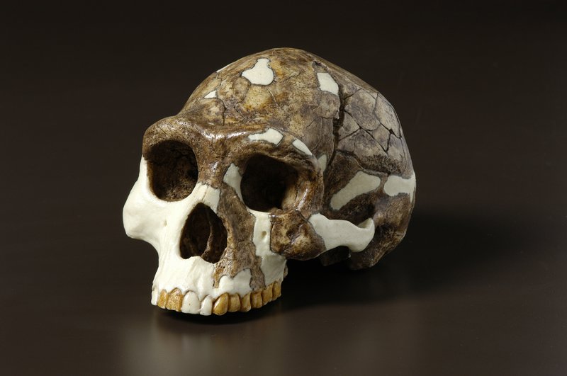 <p><em>Homo erectus </em>compared to earlier hominins</p>