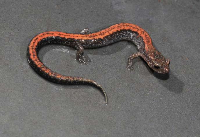 <p>small dist in N. KY, Black and white mottling on venter,</p><p>top of head and tail, and sides; reddish-brown</p><p>stripe narrows along length of body</p>