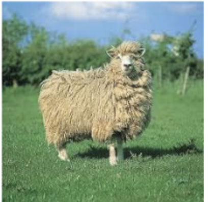 <p>removed from rare list, under 400 in 1990s, prehistoric</p>