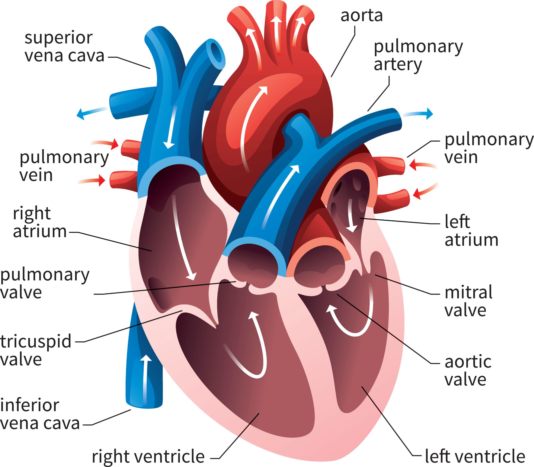 <ul><li><p>The heart lies in the thoracic cavity</p></li><li><p>coverings: pericardium</p></li><li><p>4 chambers (cavities):</p><ul><li><p>Right and left atrium</p></li><li><p>Right and left ventricle</p></li></ul></li><li><p>An atrioventricular valve connects each atrium to the ventricle below it</p><ul><li><p>For the right: Tricuspid valve</p></li><li><p>For the left: Bicuspid valve (Mitral valve)</p></li></ul></li><li><p>The septum: prevents mixing of blood from the 2 sides of the heart</p></li><li><p>The valves ensure that blood flows in only one direction</p></li></ul><p></p>
