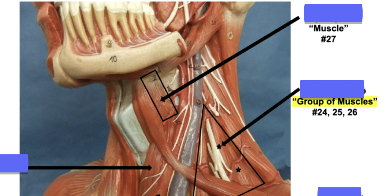 <p>Label muscle #27 </p>