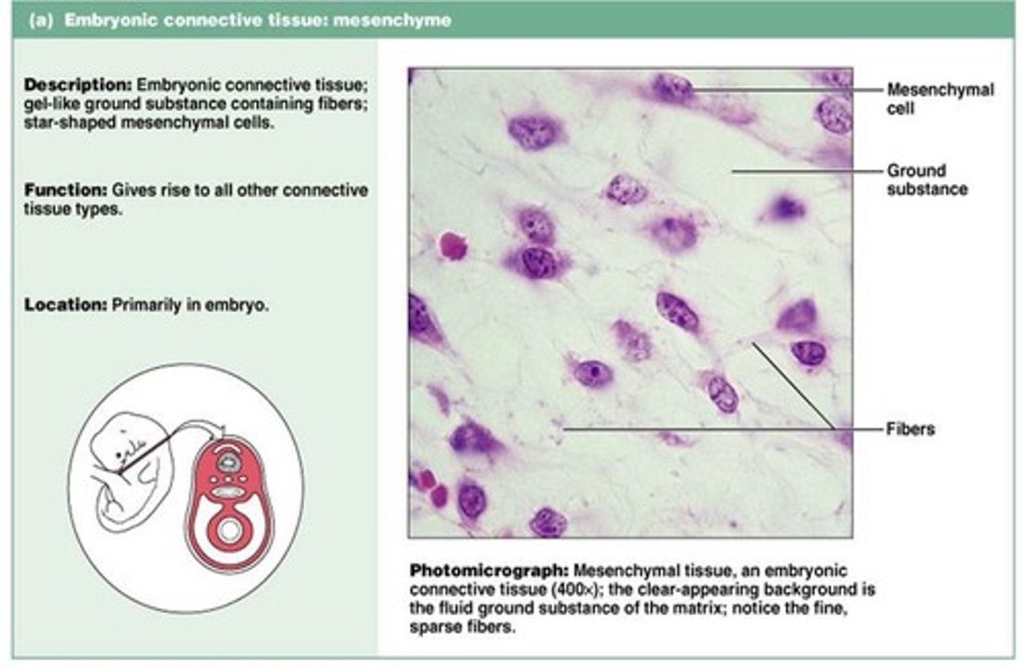 <p>gives rise to all other connective tissue types</p>