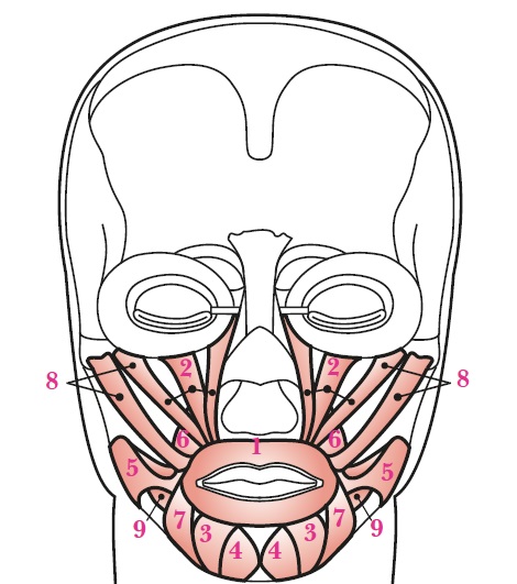 Number 1 in the diagram below illustrates the muscle that circles the mouth, contracts the lips and is known as: