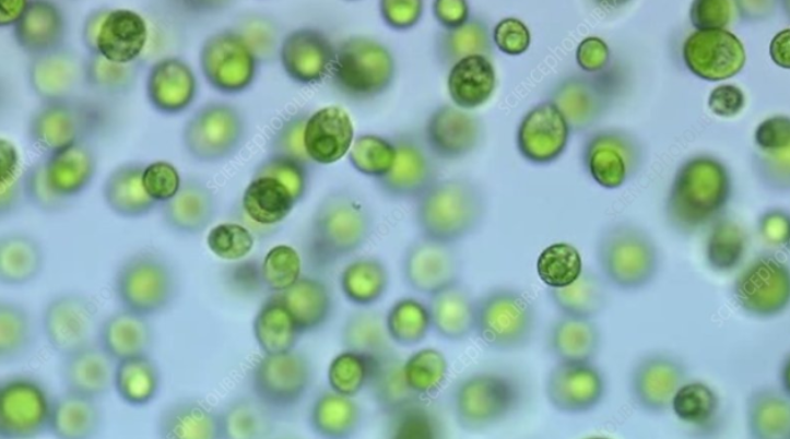 <p>What defines Chlamydomonas? </p>