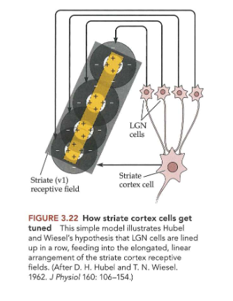 <p>→ LGN-cellen die input geven aan corticale cel: staan in een rij</p><ul><li><p>circulaire receptieve velden zo samengevoegd tot lineair receptief veld</p></li></ul><p></p><p>→ corticale cellen reageren ook op strepen/ rasters</p><ul><li><p>individuele cellen afgestemd op streep/ raster met welbepaalde spatiale frequentie</p></li></ul><p>→ zorgt dat elk van die neuronen in V1 functioneert als filter voor deel van beeld dat cel activeert</p><p></p>