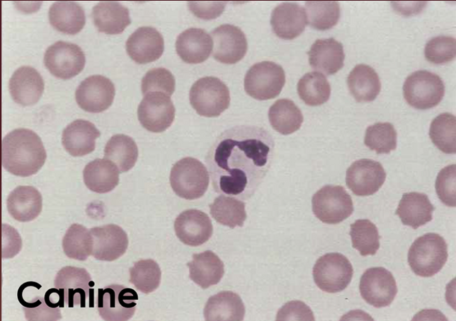 <p>What type of WBC is this?</p>