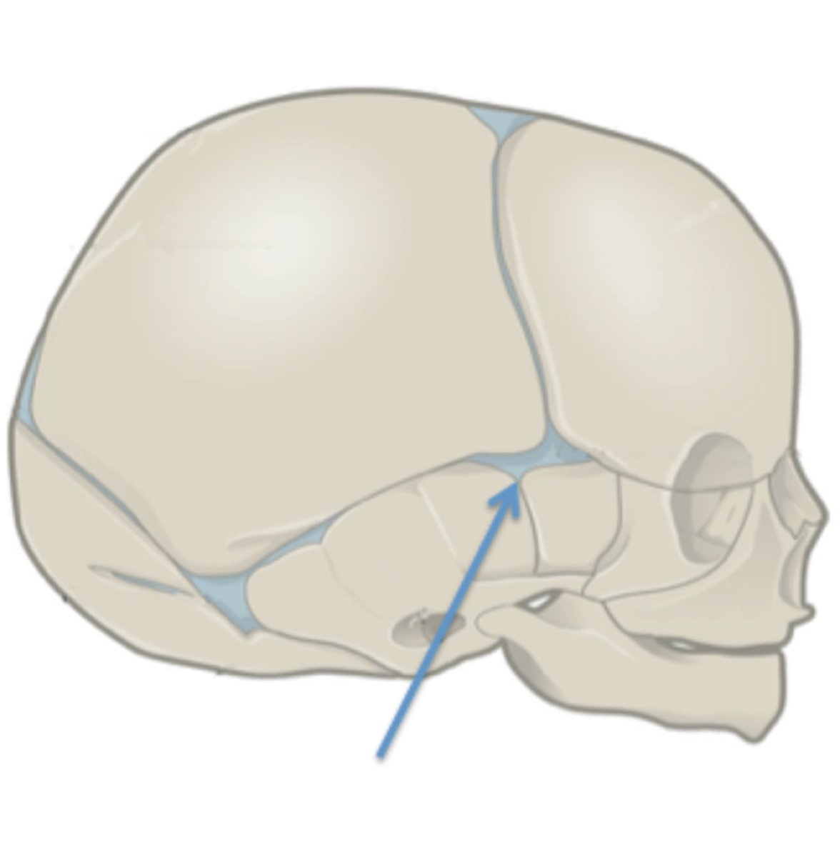 <p>Identify this fetal skull structure.</p>
