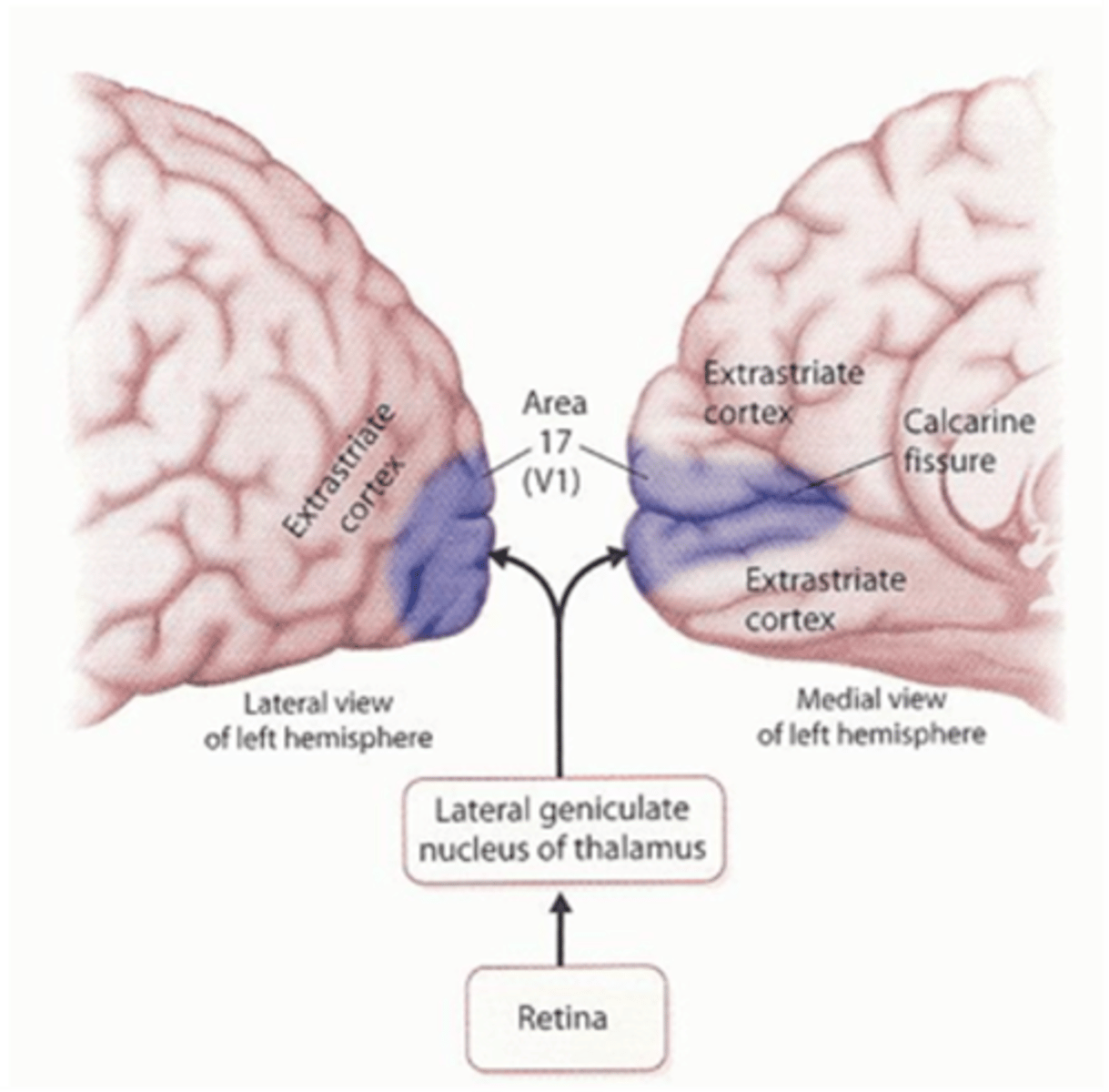 <p>The retina, via the LGN of the thalamus</p>