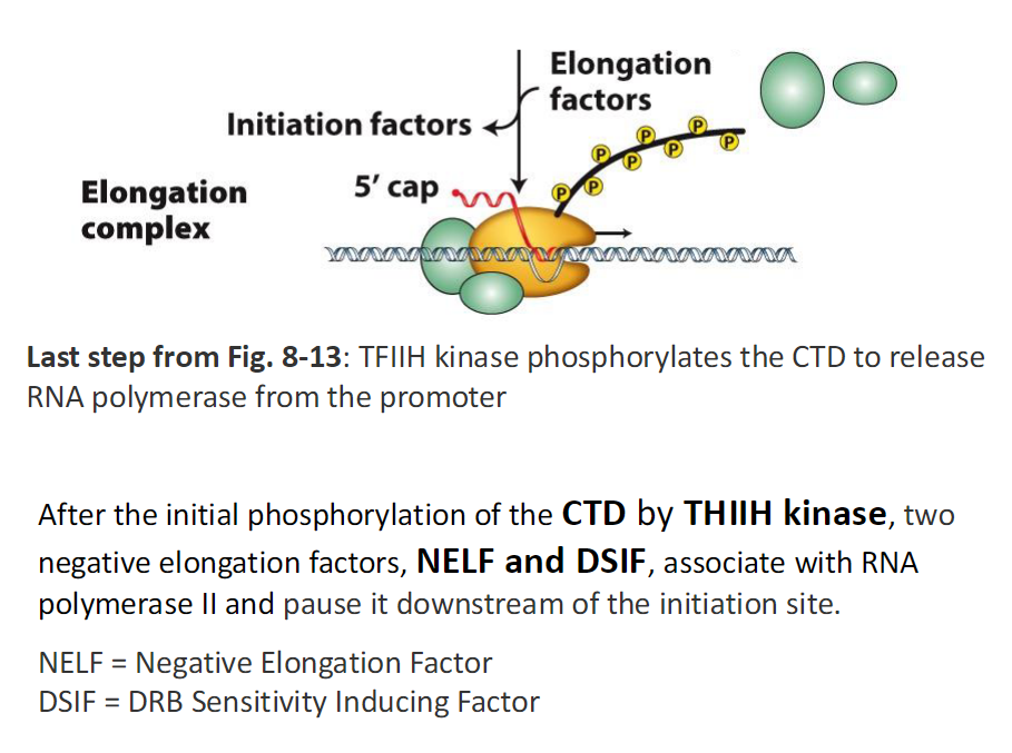 <p><strong>Last Step of Initiation (Fig 8-13)</strong><br> TFIIH kinase phosphorylates the CTD<br> Phosphorylation releases RNA Polymerase II from the promoter</p><p><strong>CTD Phosphorylation</strong><br> Initial phosphorylation of the CTD occurs by TFIIH kinase<br> This marks the transition away from the promoter</p><p><strong>Early Elongation and Pausing</strong><br> After CTD phosphorylation RNA Polymerase II moves downstream of the initiation site<br> Two negative elongation factors bind<br> NELF associates with RNA Polymerase II<br> DSIF associates with RNA Polymerase II<br> These factors pause the polymerase</p><p><strong>Elongation Complex</strong><br> Elongation factors are present<br> Initiation factors dissociate<br> 5′ cap is added to the nascent RNA</p><p><strong>Key Terms</strong><br> NELF means Negative Elongation Factor<br> DSIF means DRB Sensitivity Inducing Factor</p>