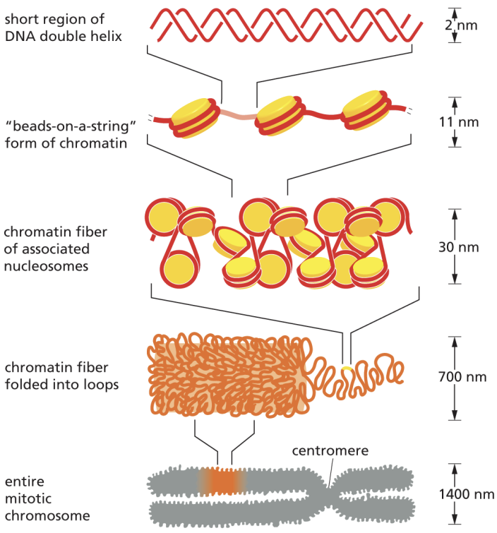 <p>Each DNA molec is packaged into ____/_____ that is 10,000x shorter than fully extended length, packing/unpacking requires energy (ATP)</p>