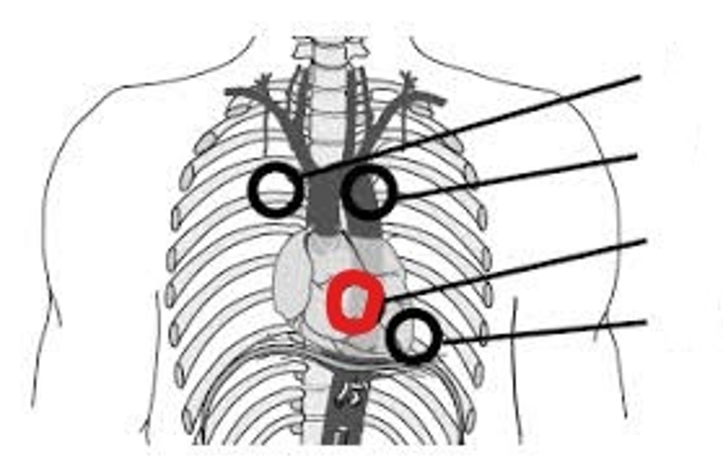 <p>between 4th and 5th space close to lower left quadrant of sternum</p>
