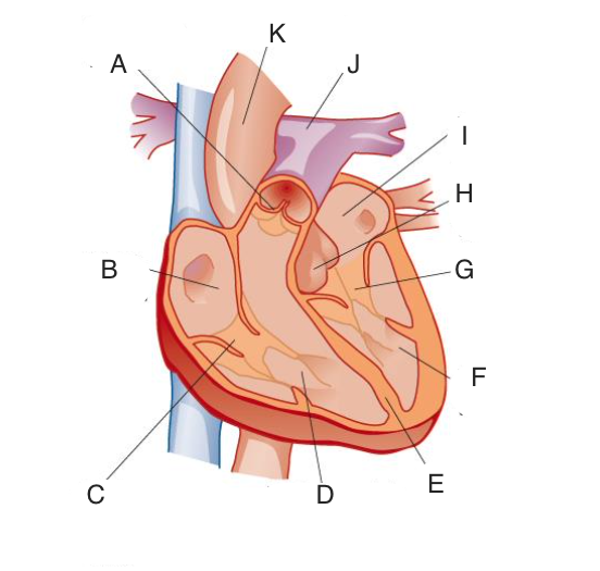 <p>left atrio-ventricular valve</p>