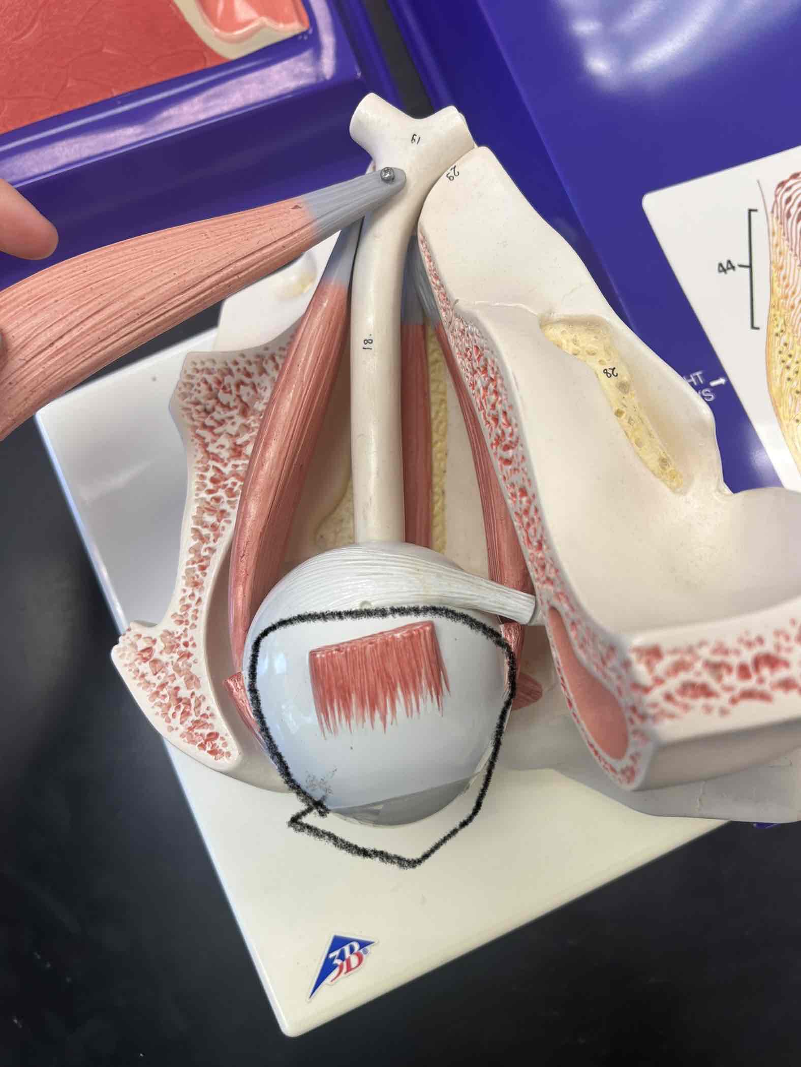 <p>outermost layer of eye tissue</p>