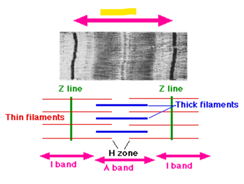 <p>The space of the sarcomere <strong>where actin is</strong></p>