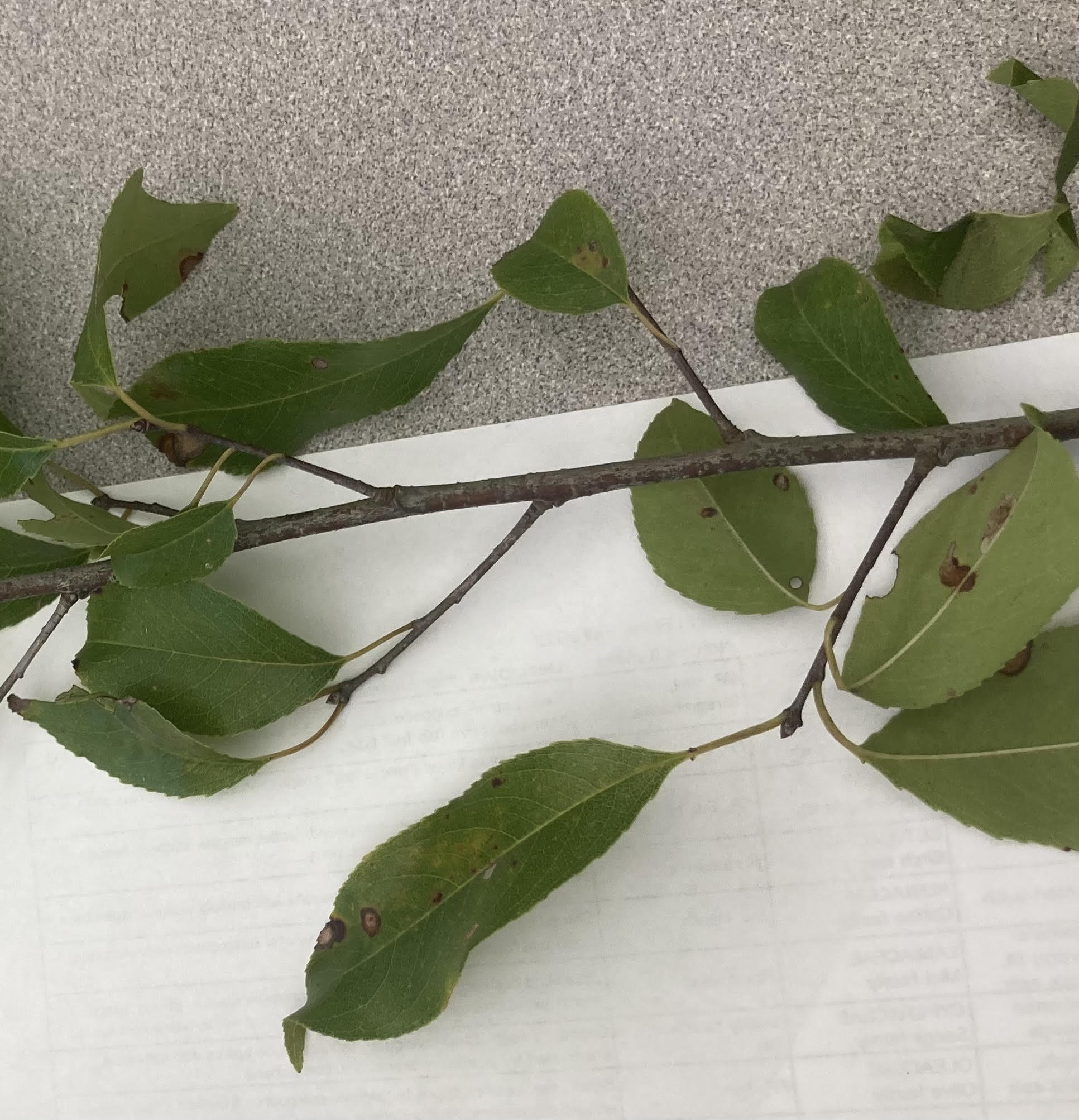 What is this plant?
