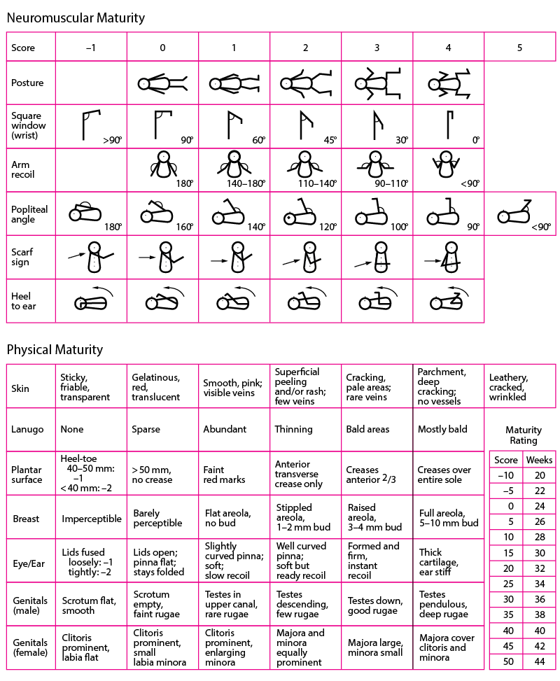 <p>used to determine gestational age<br></p><ul><li><p>scores are given 6 physical and 6 nerve and muscle development (neuromuscular) signs of maturity, scores for each range from -1 to 5</p></li><li><p>premature babies have low scores, babies born late have high scores</p></li></ul><p></p>