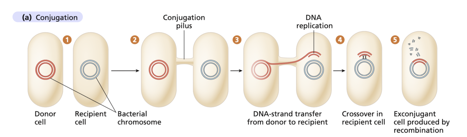 <p>The transfer of replicated DNA from a donor cell to a recipient cell through tempoary contact </p><ul><li><p>requires physical contact, establish bridge beweten 2 cells, initiate DNA transfer across the bridge </p></li></ul>
