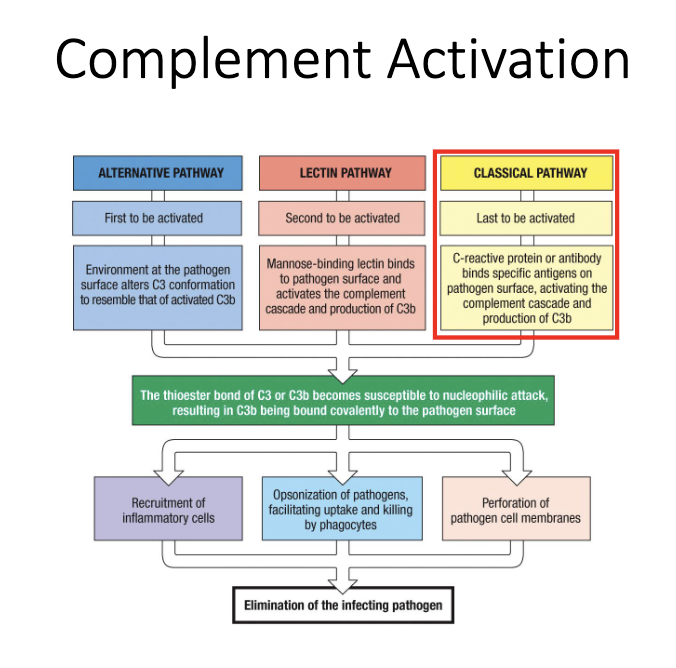 <ul><li><p class="isSelectedEnd"><strong><span>IgM</span></strong><span> is the strongest complement activator (ideal structure for C1 binding).</span></p></li><li><p class="isSelectedEnd"><strong><span>IgG1</span></strong><span> and </span><strong><span>IgG3</span></strong><span> also activate complement effectively.</span></p></li><li><p><span>Complement binding to antibody-coated surfaces → classical pathway → pathogen lysis.</span></p></li></ul><p></p>