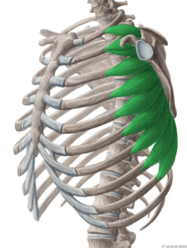 <p>origin: muscle slips from certain ribs </p><p>insertion: coracoid process of scapula </p><p>function: rotates shoulder anteriorly, assists with inhalation </p>