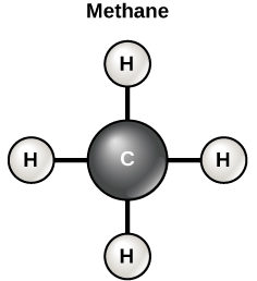 <p>carbon has 4 valence electrons</p><ul><li><p>forms single or double covalent bonds ( sharing custody )</p></li><li><p>carbon based molecules have structural diversity</p></li></ul>