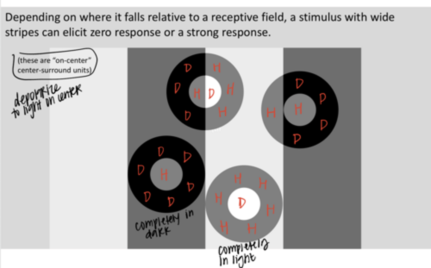 <p>True or False: </p><p>Depending on where it falls relative to a receptive field, a stimulus with wide stripes can elicit zero response or a strong response</p><p>**These are ON-center RGCs</p>