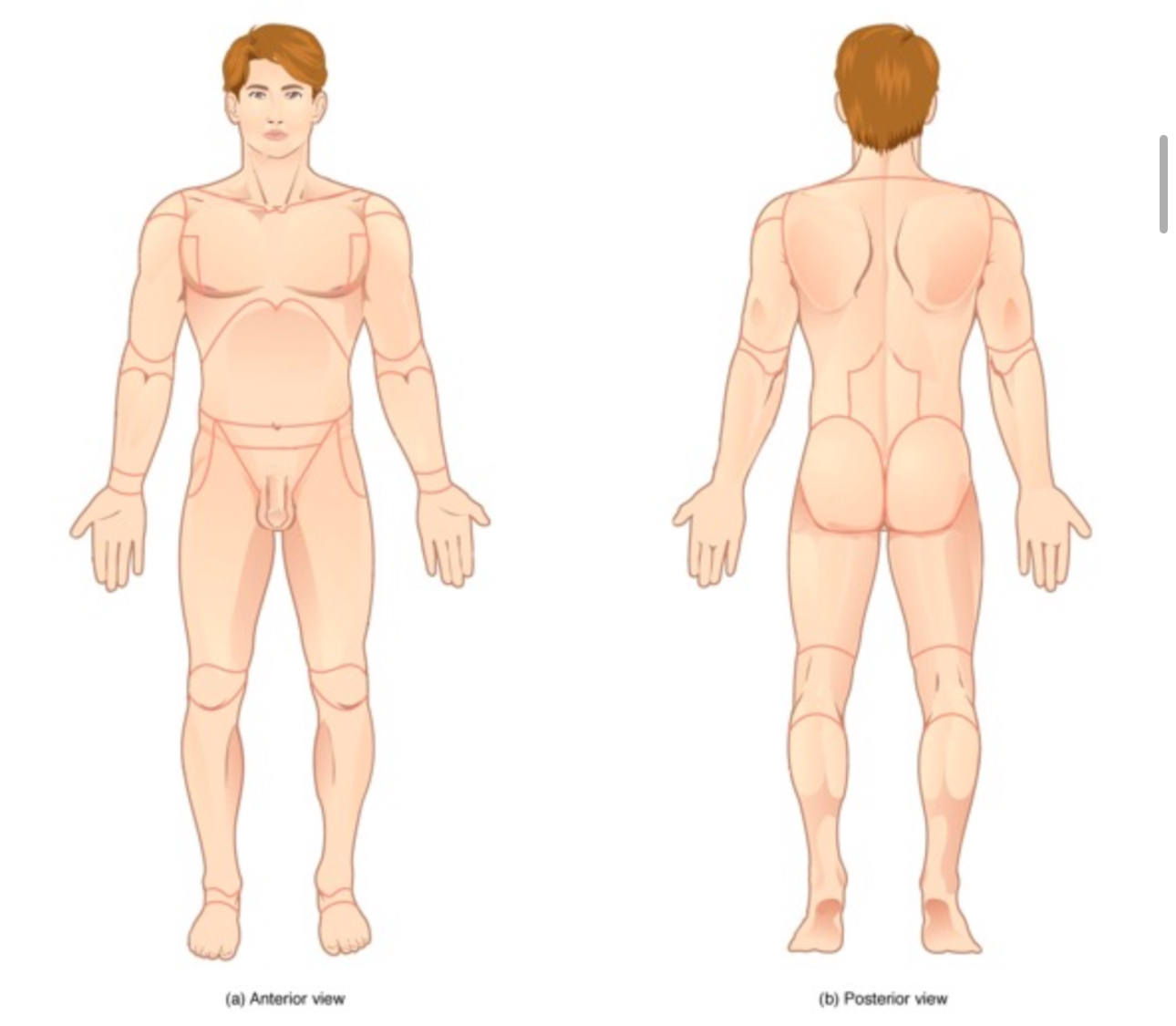 <p><strong>Define standard anatomical position (SAP). Be able to recognize SAP on a diagram:</strong></p>