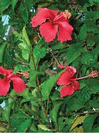 <p>Biological Origin:<strong> Hibiscus rosa-sinesis L. (Malvaceae)</strong></p><p>Common Name:<strong> <u>Gumamela</u></strong></p><p>Part used: <strong>Flowers</strong></p><p>Medicinal use:</p><p><strong>● To teat boils and wound preparation</strong></p><ul><li><p>galenical preparation used: <strong><u>Poultice</u></strong></p></li></ul><p>Secondary metabolites:</p><p><u>(all are pigment found in the flowers)</u></p><ul><li><p><strong><u>Anthocyanins</u></strong></p></li><li><p><strong><u>Flavonoids</u></strong></p></li><li><p><strong><u>Carotenoids </u></strong></p></li></ul>