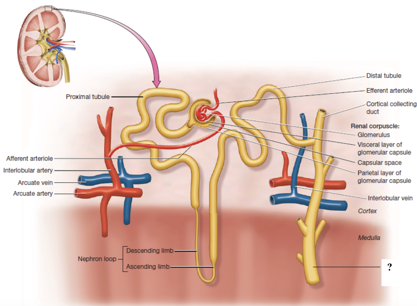 <p>collecting ducts in the renal medulla </p>