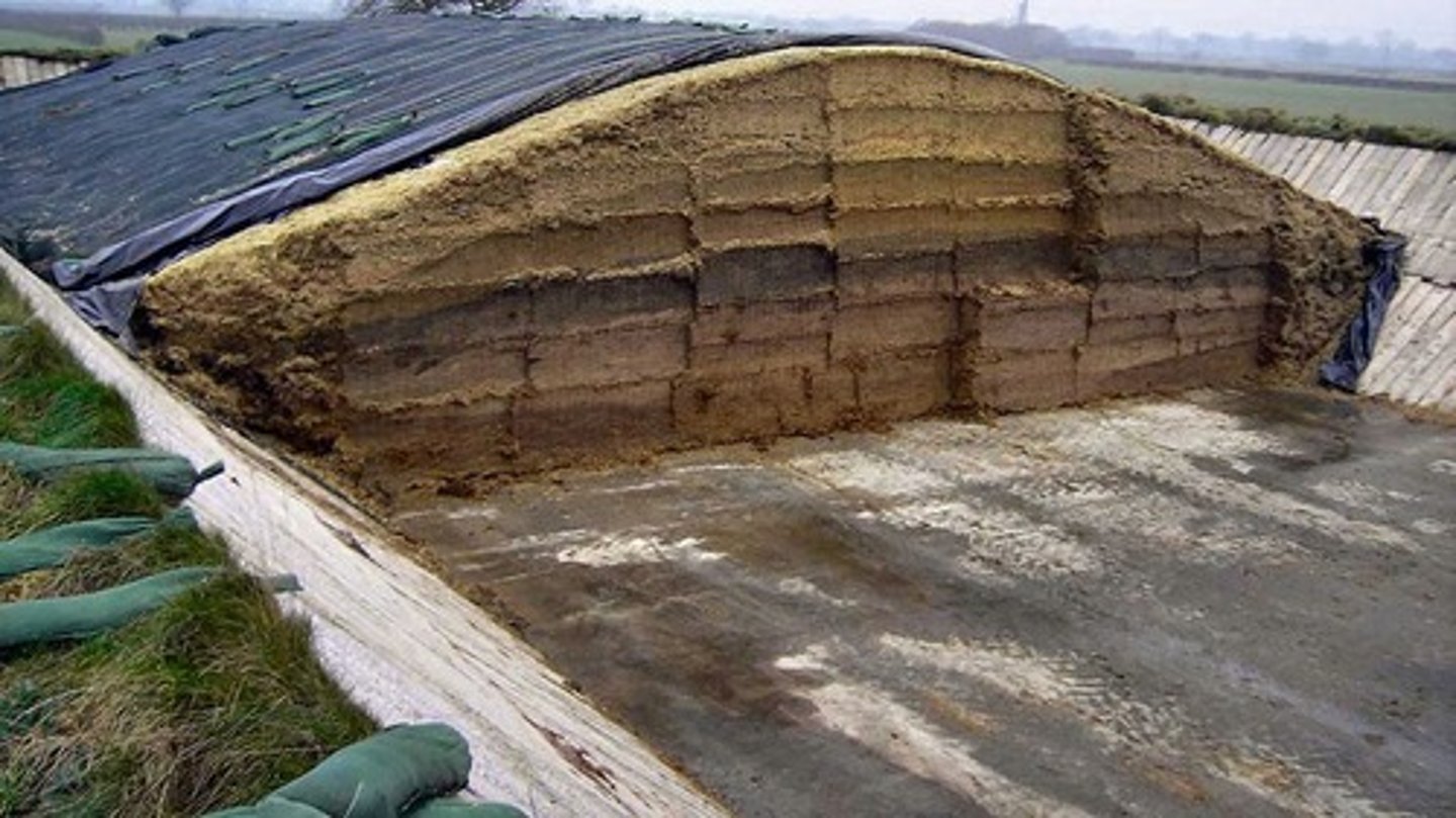 <p>Forage stored in sealed clamps to exclude air.</p>