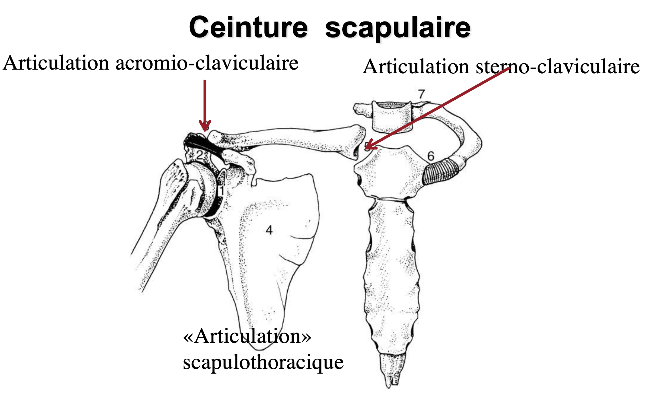 <p>Articulation acromio-claviculaire</p><p>Articulation sterno-claviculaire</p><p>«Articulation» scapulothoracique</p>