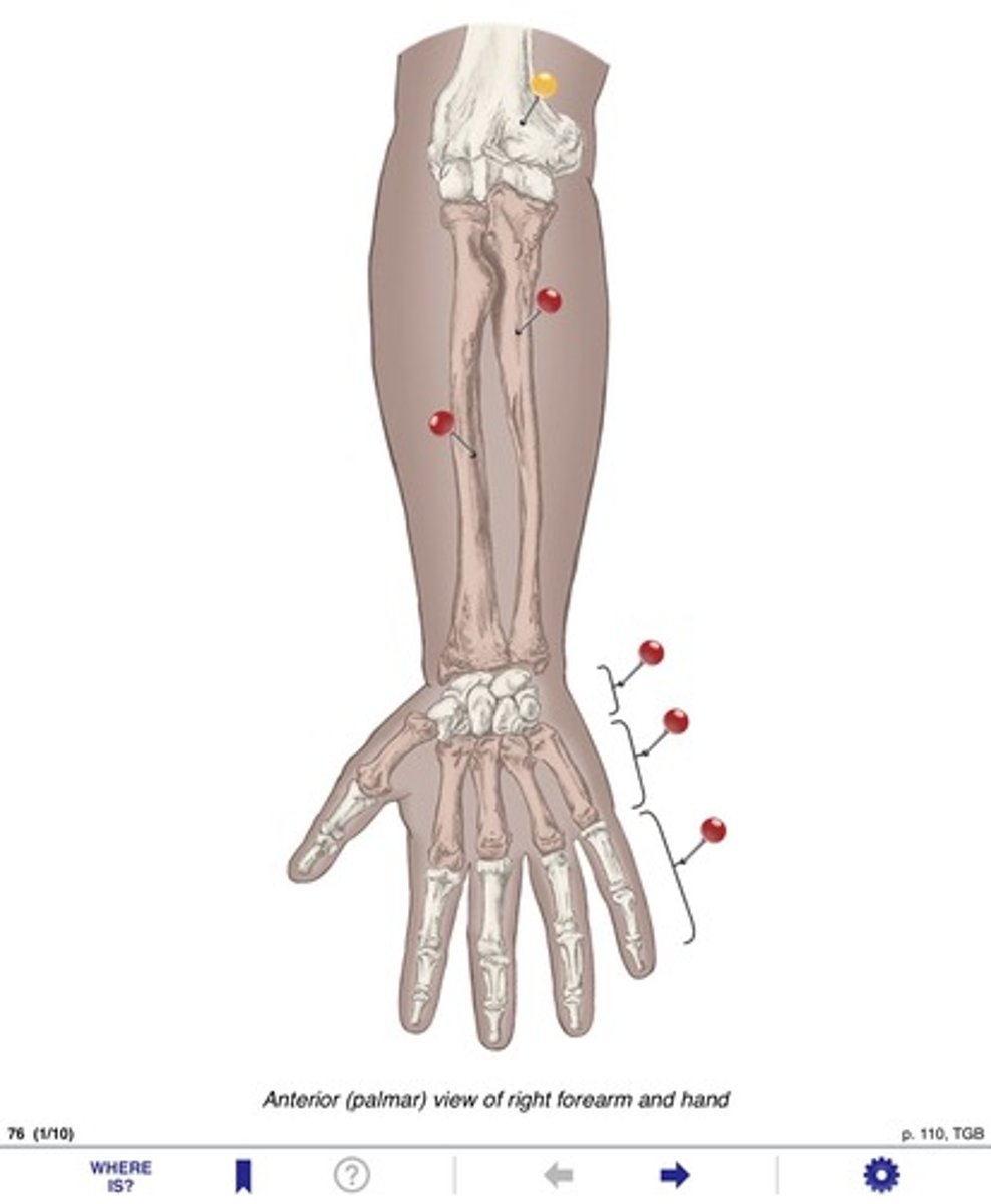 <p>Name the bone at the yellow pin</p>