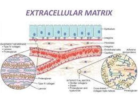<p>(ECM) The meshwork surrounding animal cells, consisting of glycoproteins, polysaccharides, and proteoglycans synthesized and secreted by cells. </p>