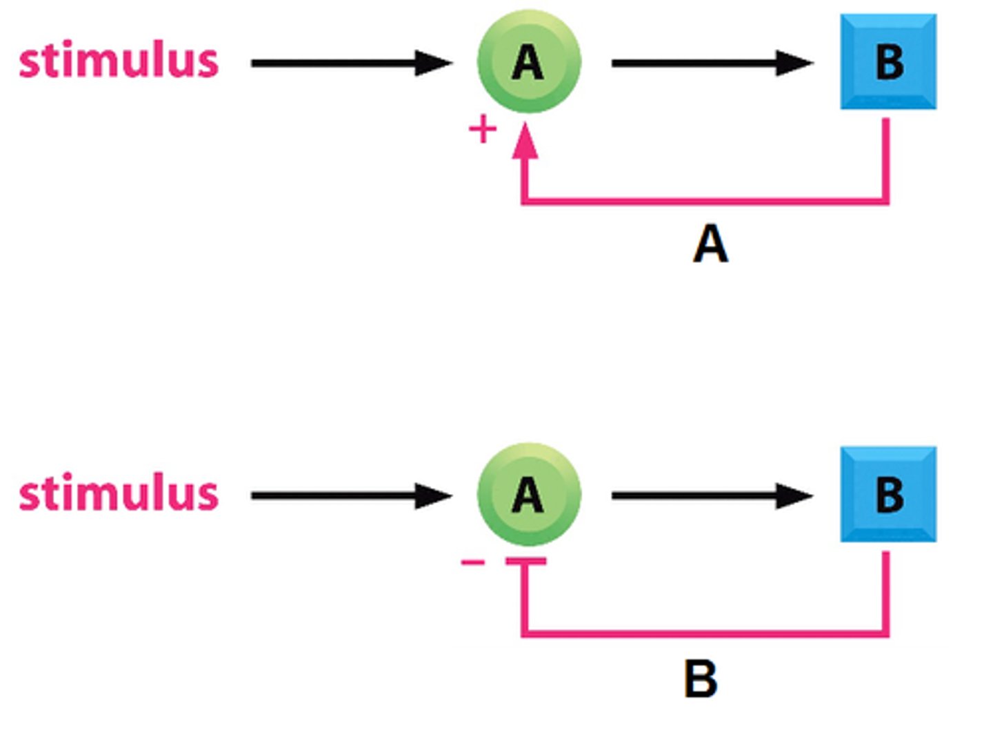 <p>Both a positive feedback loop and a negative feedback loop consist of a downstream product that regulates upstream reactions. The difference is that the output/product of positive feedback loop acts as an activator and amplifies the system, whereas the output/product of a negative feedback loop inhibits the system.</p>