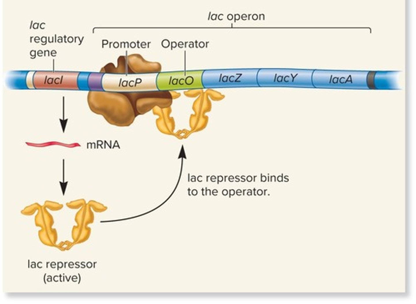 <p>Proteins that bind to DNA and inhibit transcription.</p>