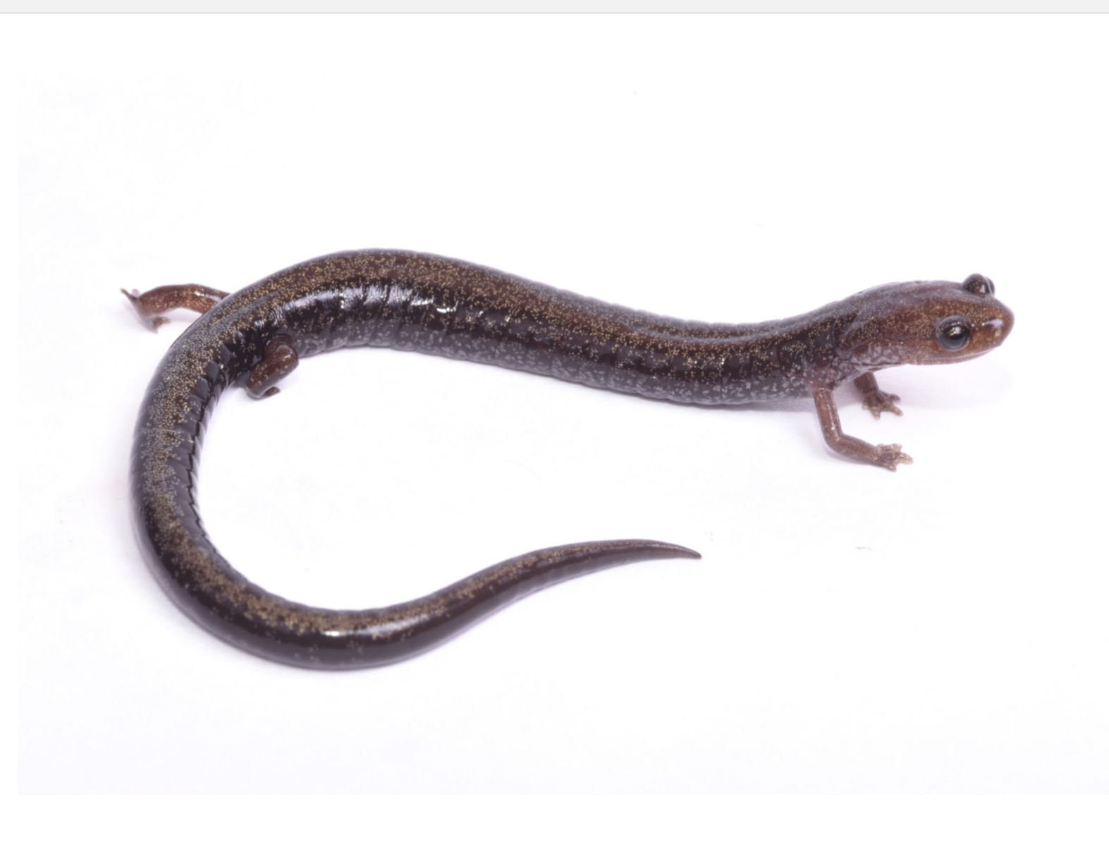 <p>forested ravines or hillsides,silver white brassy flecking on back and sides</p>