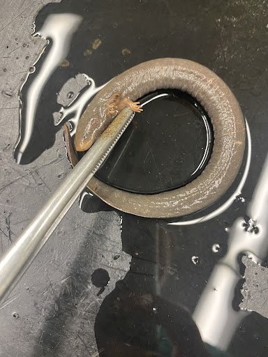 Lesser Siren
