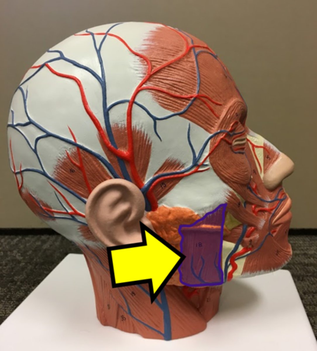 <p>Name the muscle</p>